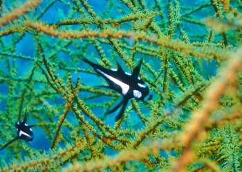 ホホスジタルミ