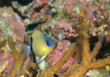クロオビスズメダイ