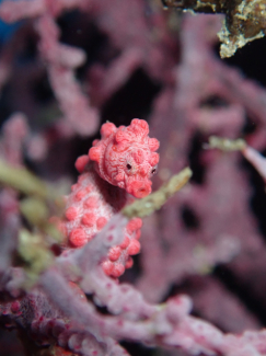 ピグミーシーホース