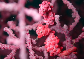 ピグミーシーホース