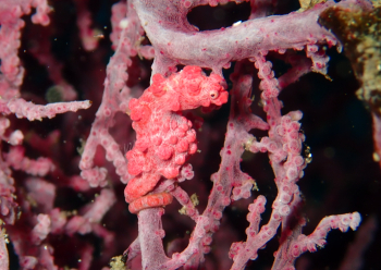 ピグミーシーホース