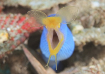 ハナヒゲウツボ