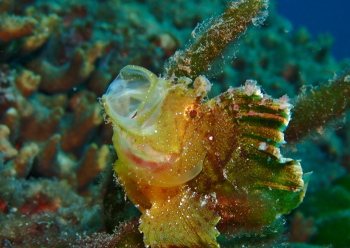 ハダカハオコゼ