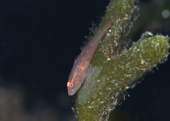 ウミショウブハゼ?