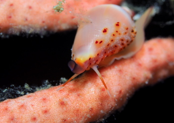 トガリアヤメケボリ