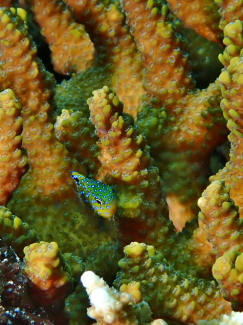 ルリホシスズメダイ