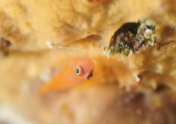 オキナワベニハゼ