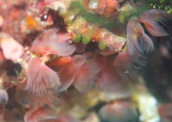 オキナワベニハゼ