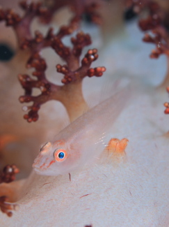 スケロクウミタケハゼ