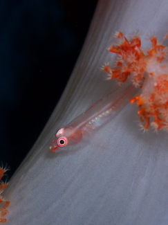 スケロクウミタケハゼ