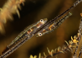 スジグロガラスハゼ