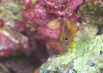 クロメガネスズメダイ