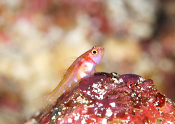 カタボシニシキベニハゼ