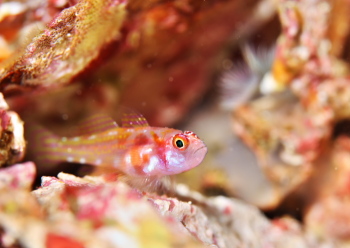 カタボシニシキベニハゼ