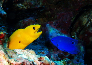 Golden dwarf moray eel
