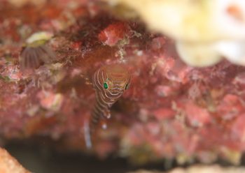 コクテンベンケイハゼ