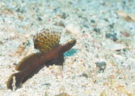 ホタテツノハゼ