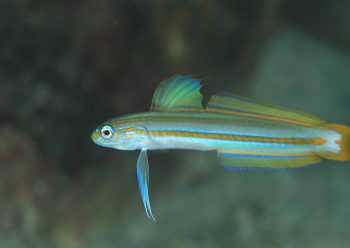 スジクロユリハゼ