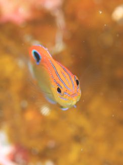 メガネスズメダイ