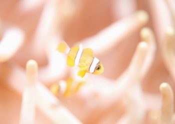 クマノミの幼魚