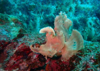 ホウセキカサゴ