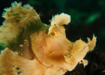 ホウセキカサゴ