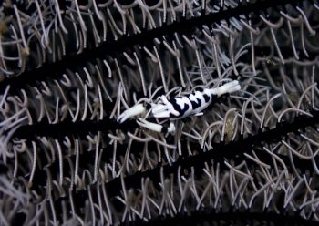 バサラカクレエビ