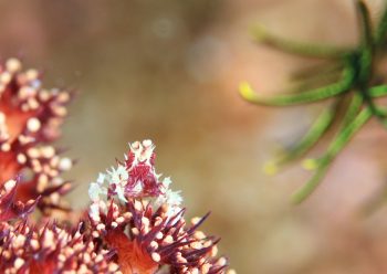 イソコンペイトウガニ