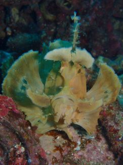 ホウセキカサゴ