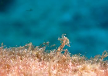 フィコカリス・シムランス