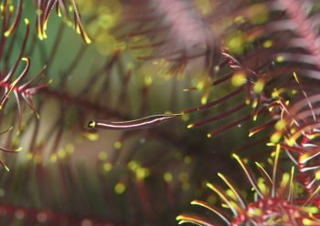 ハシナガウバウオ