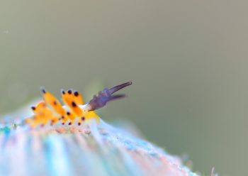 ツルガチゴミノウミウシ