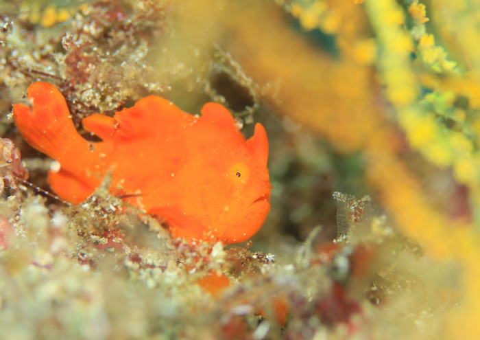 イロカエルアンコウ