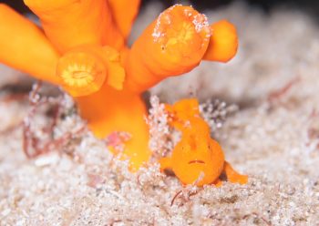 イロカエルアンコウ