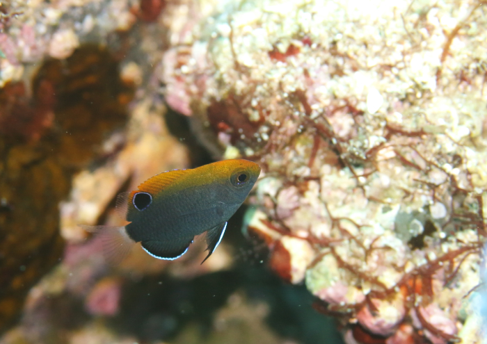 オジロスズメダイ