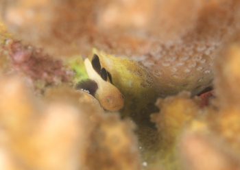 パンダダルマハゼ