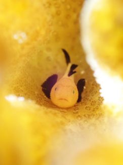 パンダダルマハゼ