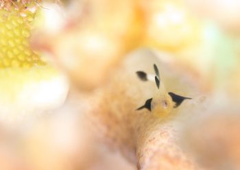 パンダダルマハゼ