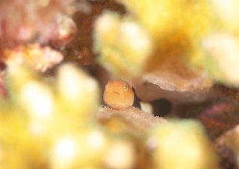 パンダダルマハゼ