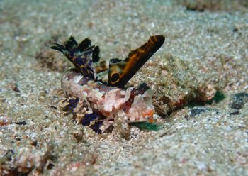 イッポンテグリ