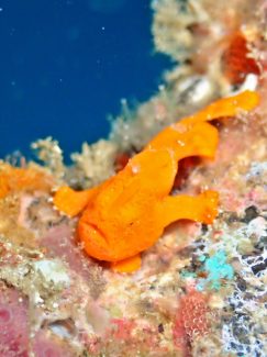 カエルアンコウ