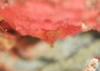 イレズミハゼ属の一種