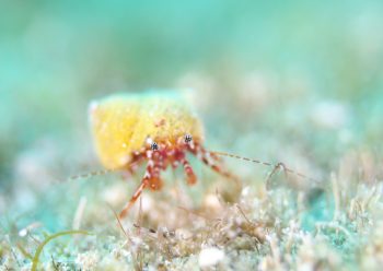 オガサワラヒメホンヤドカリ