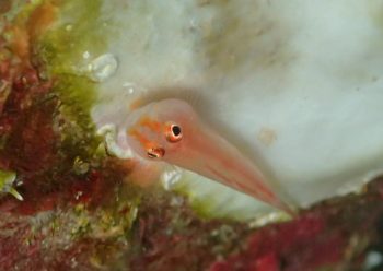 アカスジウミタケハゼ