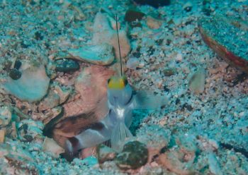 ヒレナガネジリンボウ