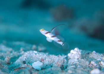 ヒレナガネジリンボウ