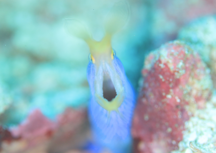 ハナヒゲウツボ