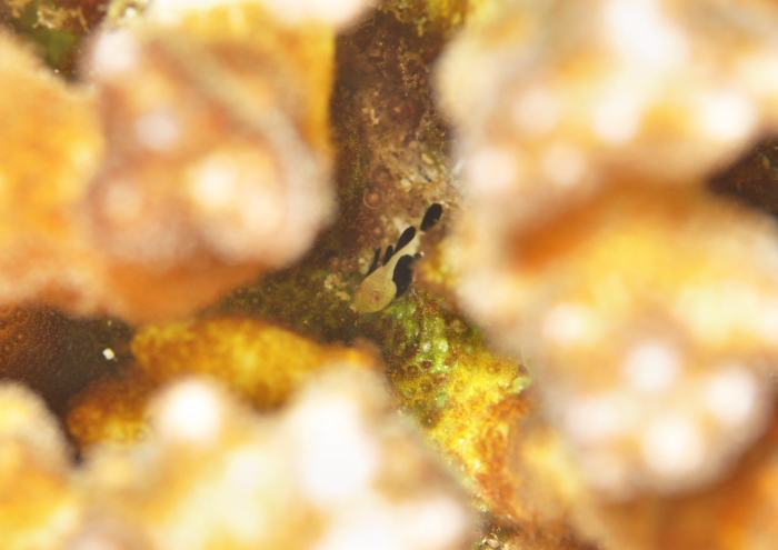 パンダダルマハゼ