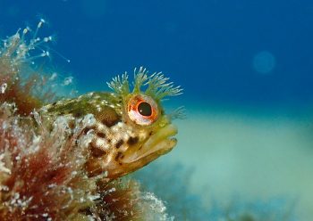 トウシマコケギンポ