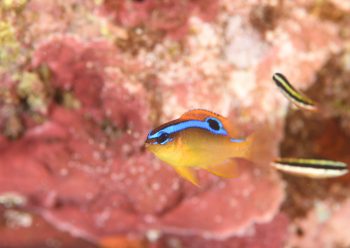 ミヤコキセンスズメダイ